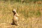 USA, Colorado, Arapaho National Wildlife Refuge. White-tailed prairie dog  barking alarm. Art Print